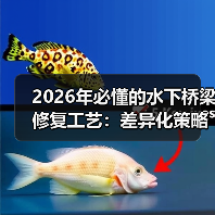 2026年必懂的水下桥梁修复工艺：差异化策略全揭秘（图2）
