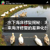 水下海床修复揭秘：未来海洋修复的差异化创新之路（图4）