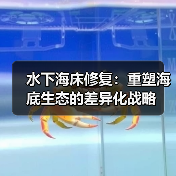 水下海床修复：重塑海底生态的差异化战略（图1）